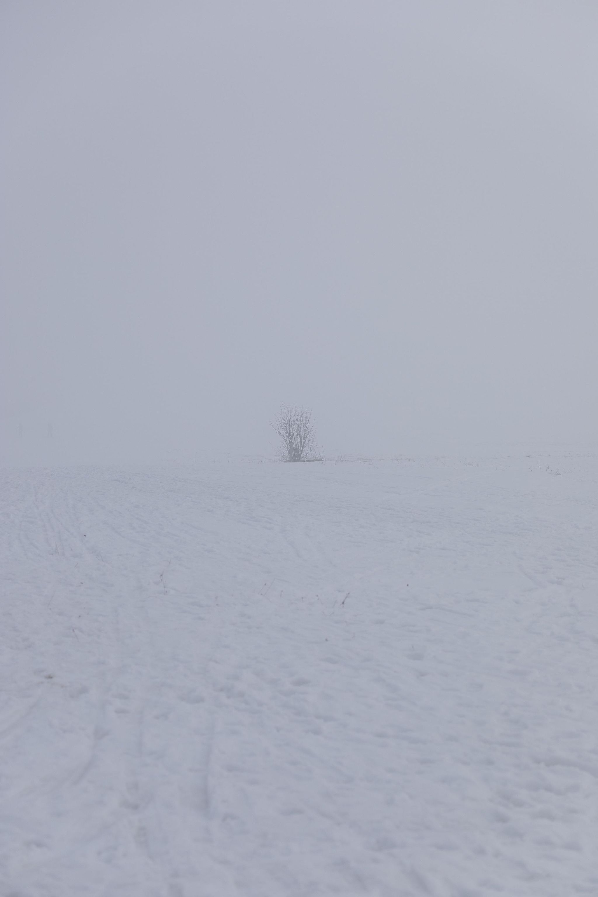 Petit bosquet dans un champ enneigé enveloppé de brouillard