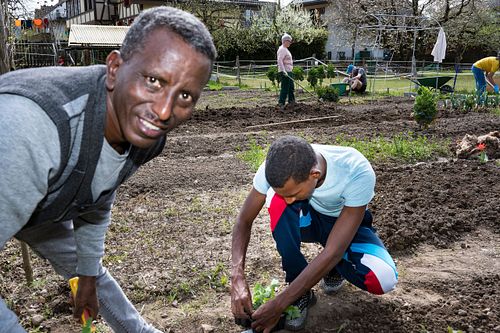 Im  HEKS-Garten Burgdorf