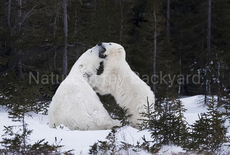 CARD COLLECTION 2026