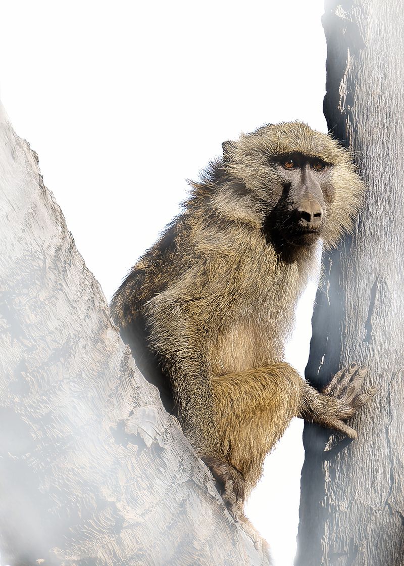 Animaux sur fond blanc