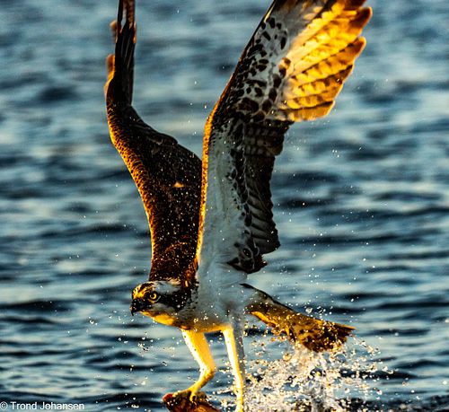 Osprey (Fiskeørn) diving into the water to catch a fish in Norway, captured by Trond Johansen