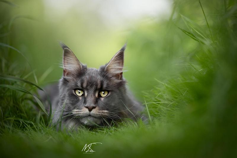KATTEN/KITTENS