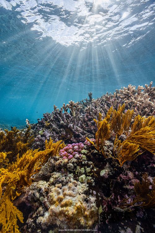 Pachyrhynchia cuppressina - Stinging hydroid and other corals