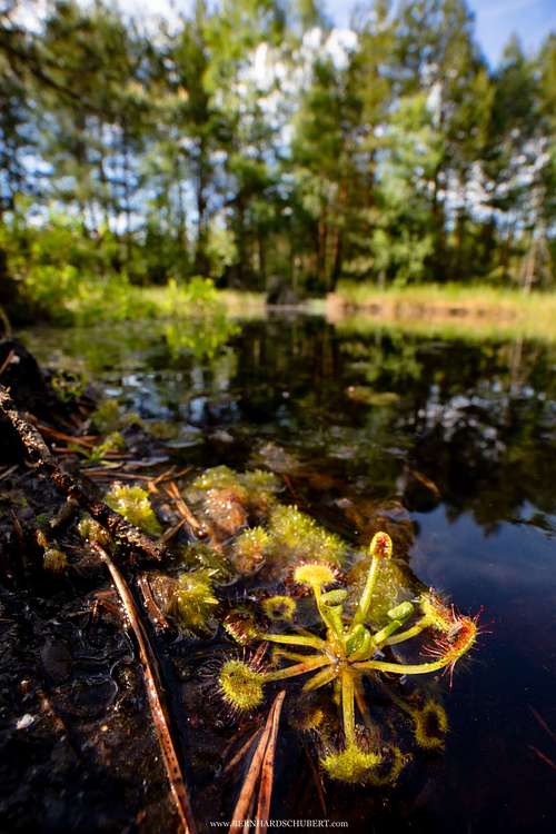 Drosera rotundifolia -  Round-leaved sundew