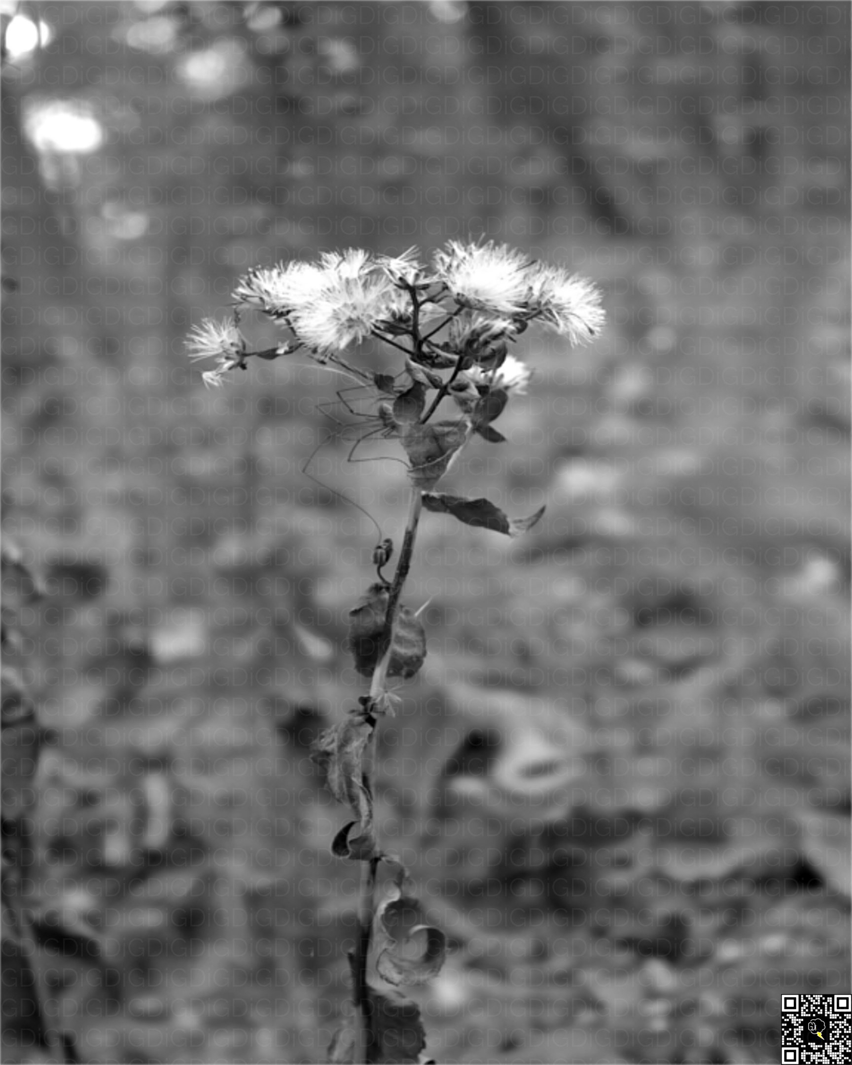 Tranquil forest scene showcasing the beauty of nature on a bright day.