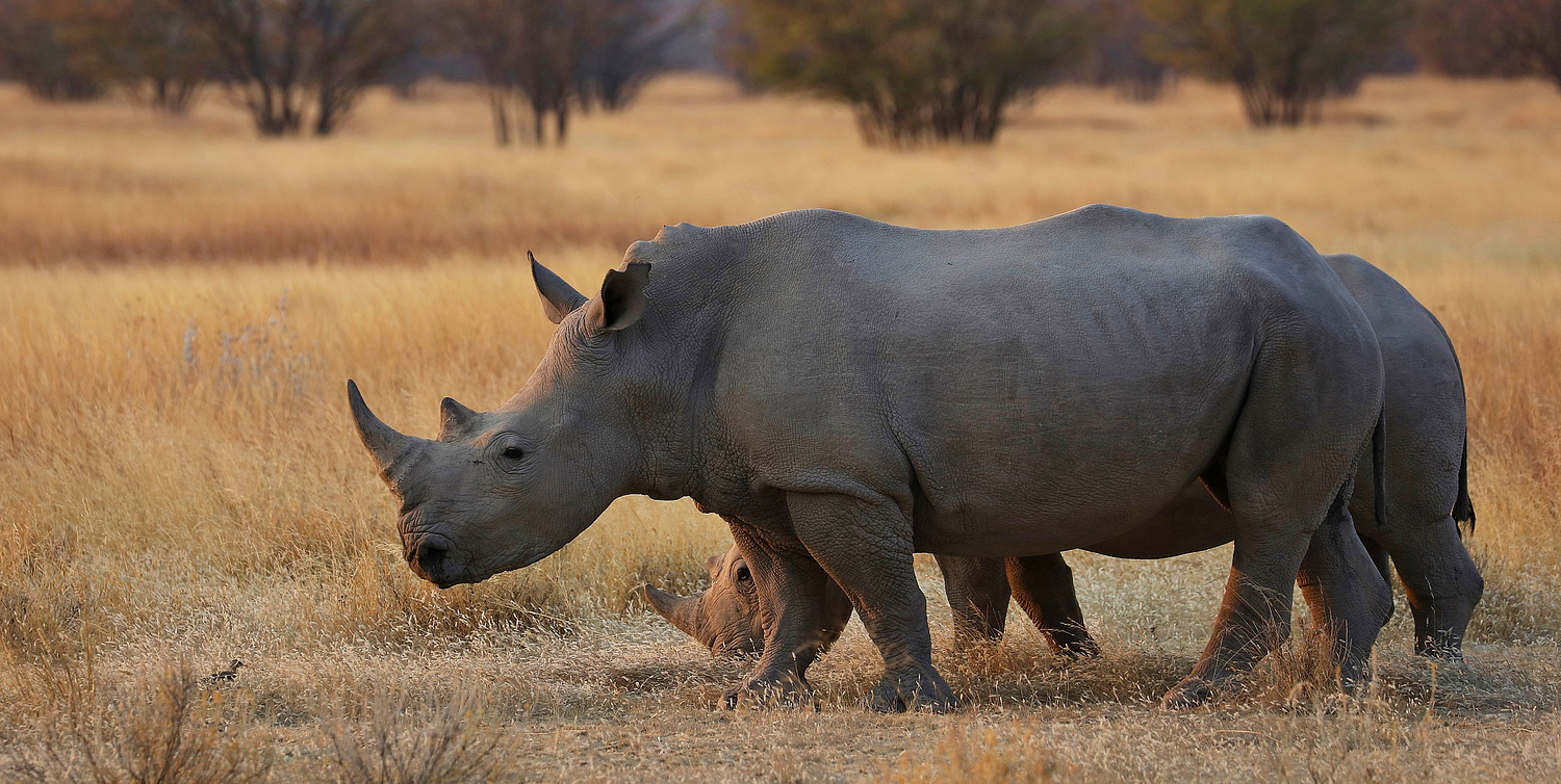 -World Wild Wonders-