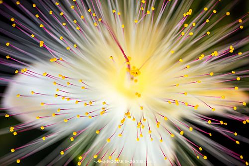 Barringtonia asiatica - Fish poison tree