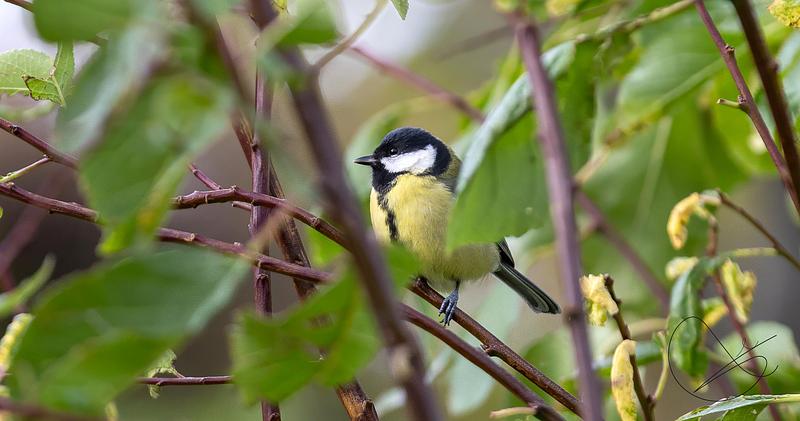 Ute på oppdrag tysdag 21. oktober