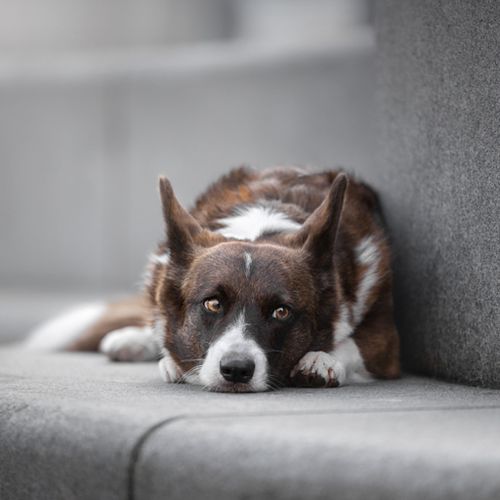 Hondenfotografie Alkmaar