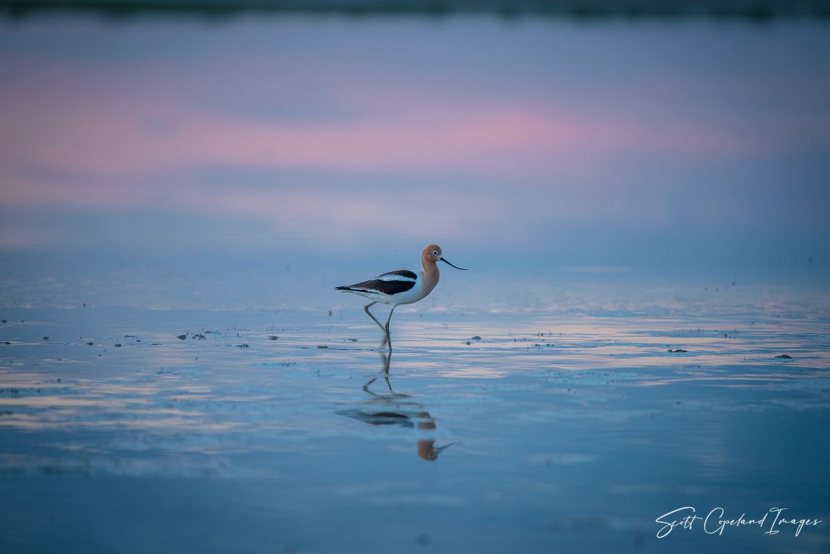 Avocet at Dusk