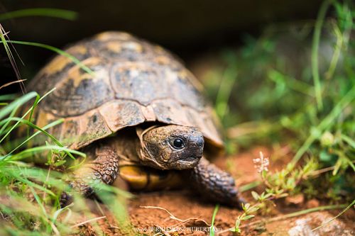 Testudo hermanni - Hermann's tortoise