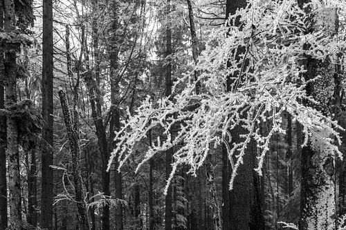 Biecht im Wegessen- Wald