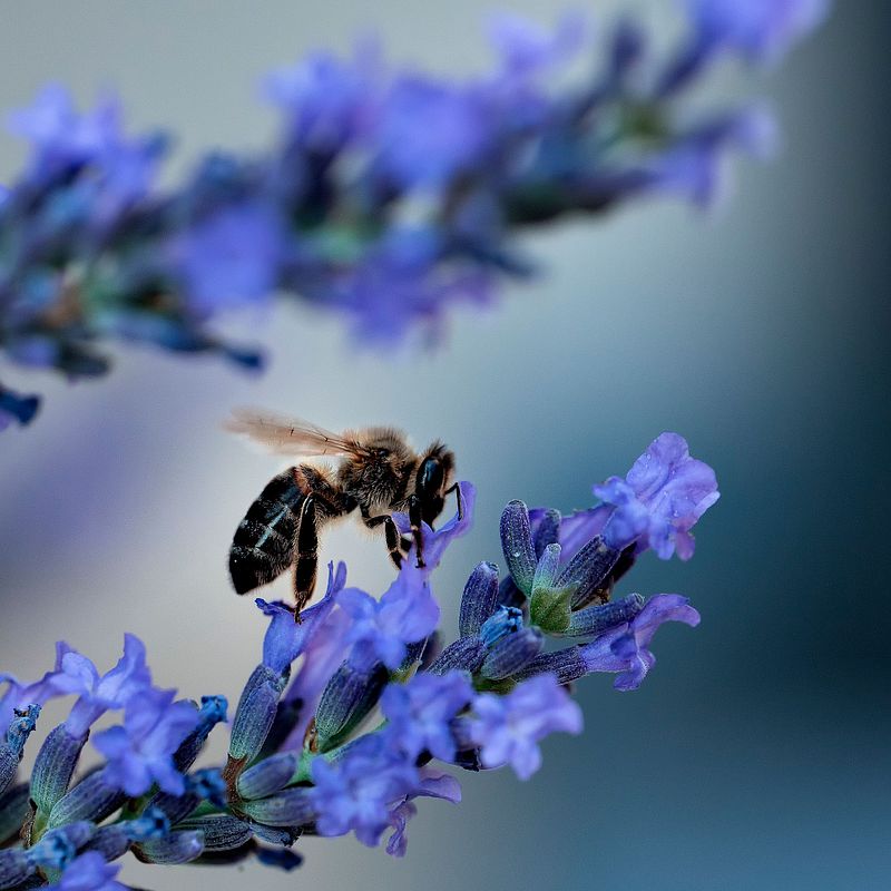 Autour de la lavande
