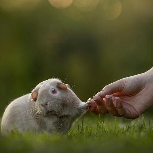 Bekroonde huisdierenfotografie met liefde voor alle dieren