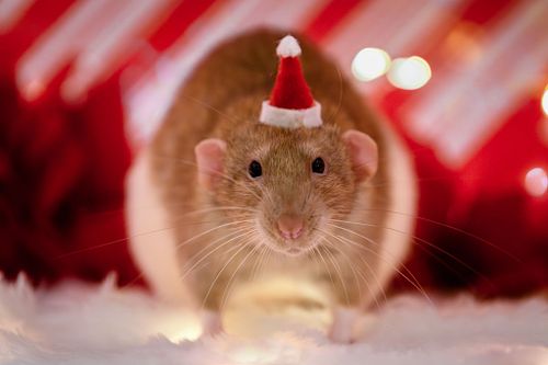 Other types of Pets Photography Sessions