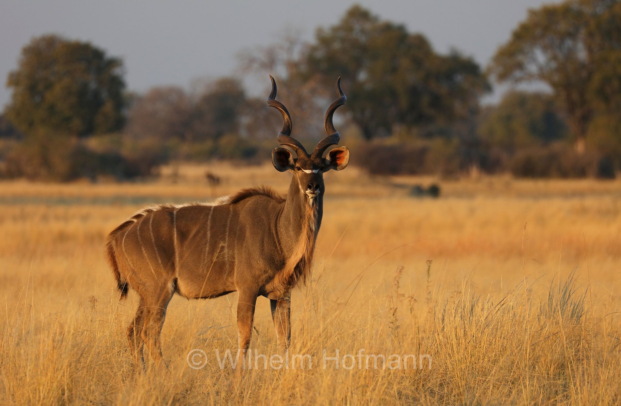 greater kudu, Zambezi kudu, Sambesi-Großkudu, cudù maggiore, kudu maggiore, ﻿﻿Strepsiceros zambesiensis, Moremi Game Reserve, Moremi-Wildreservat, Okavango Delta, Okavango Grassland, Botswana, Republik Botsuana