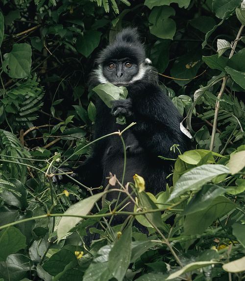 Hatinh Langur, Vietnam, Quang Binh Provence, endangered species
