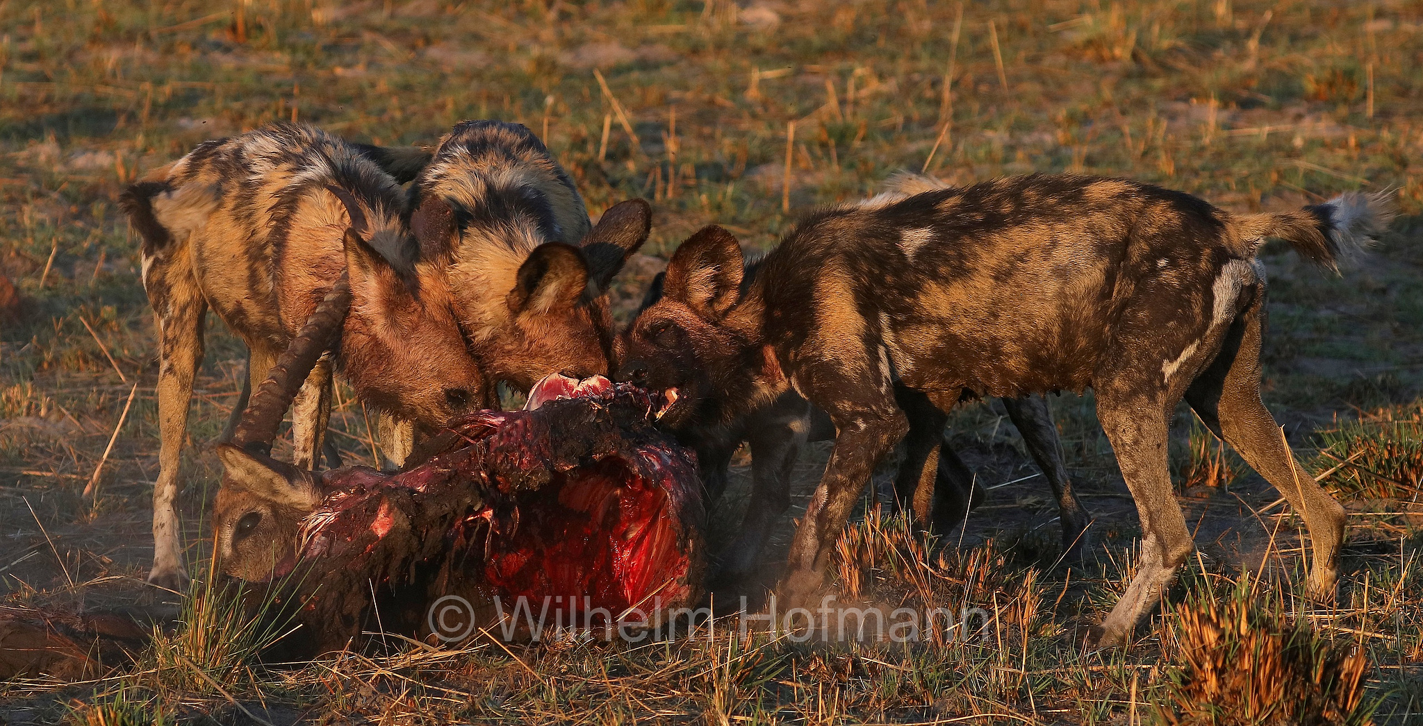 African wild dog, painted dog, Cape hunting dog, Afrikanischer Wildhund, licaone, cane selvatico africano, Lycaon pictus, Moremi Game Reserve, Moremi-Wildreservat, Okavango Delta, Okavango Grassland, Botswana, Republik Botsuana