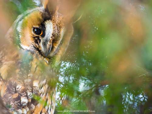 Asio otus - Waldohreule