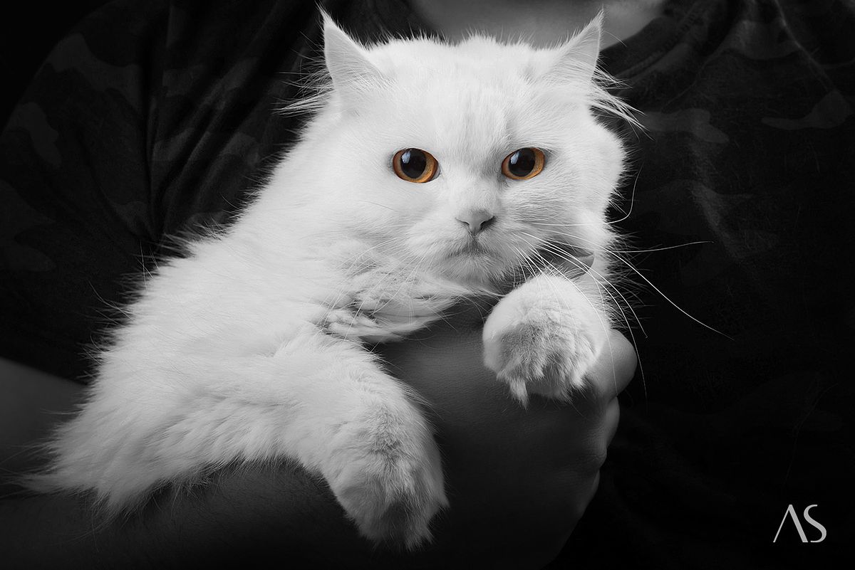 Pet photo shoot mumbai by Akkil Suvarna