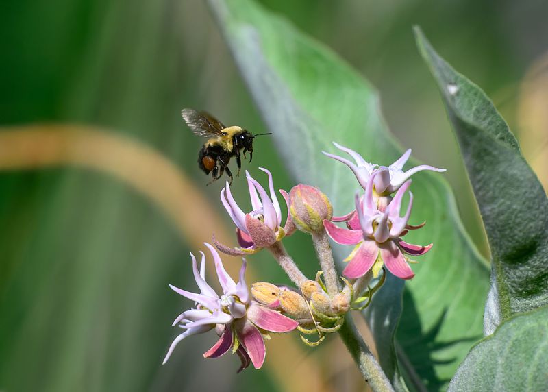 Insects, Reptiles, and Other Creepy Crawlies