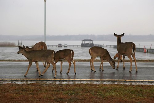 White Tail Deer in Suburban Landscape