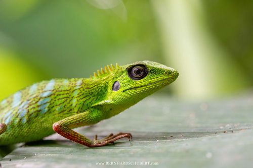 Bronchocela cristatella - Crested green lizard