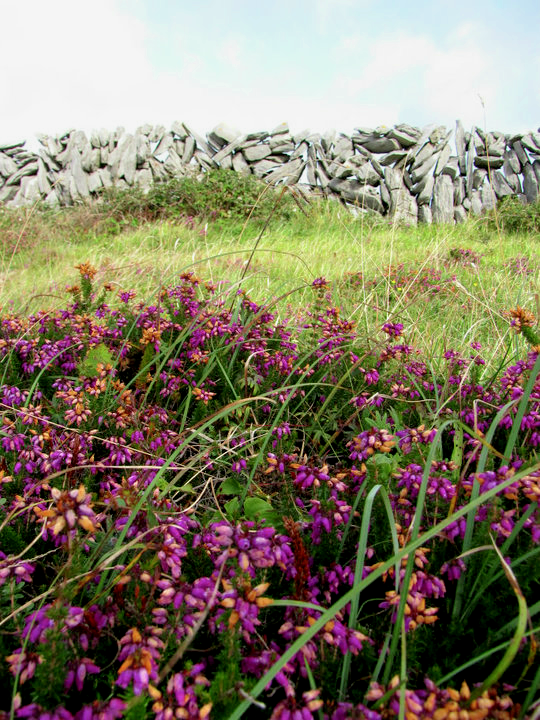 stone wall and wildflowers