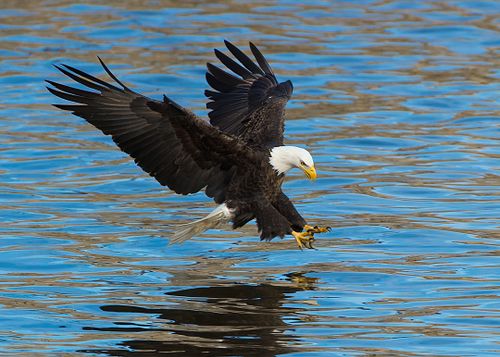 Best place for bald eagle photography workshop & guide tour in the US.  Located in the Midwest (Iowa & Illinois) and Alaska, United States.