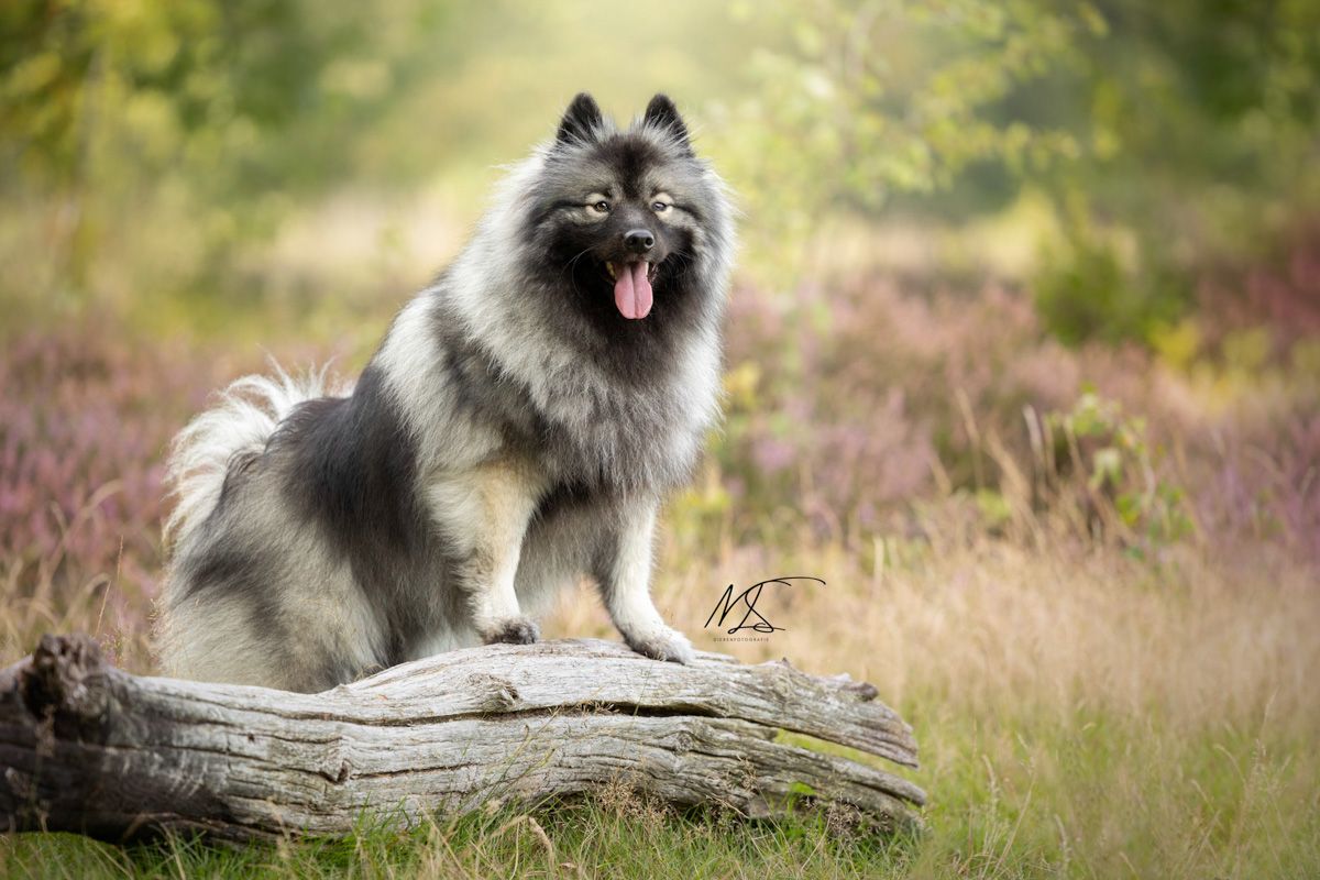 Wolfskees op boomstam in heide tong uit mond