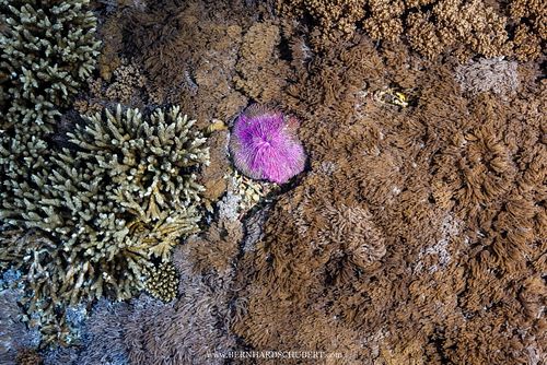 Fungia fungites – Pilzkoralle