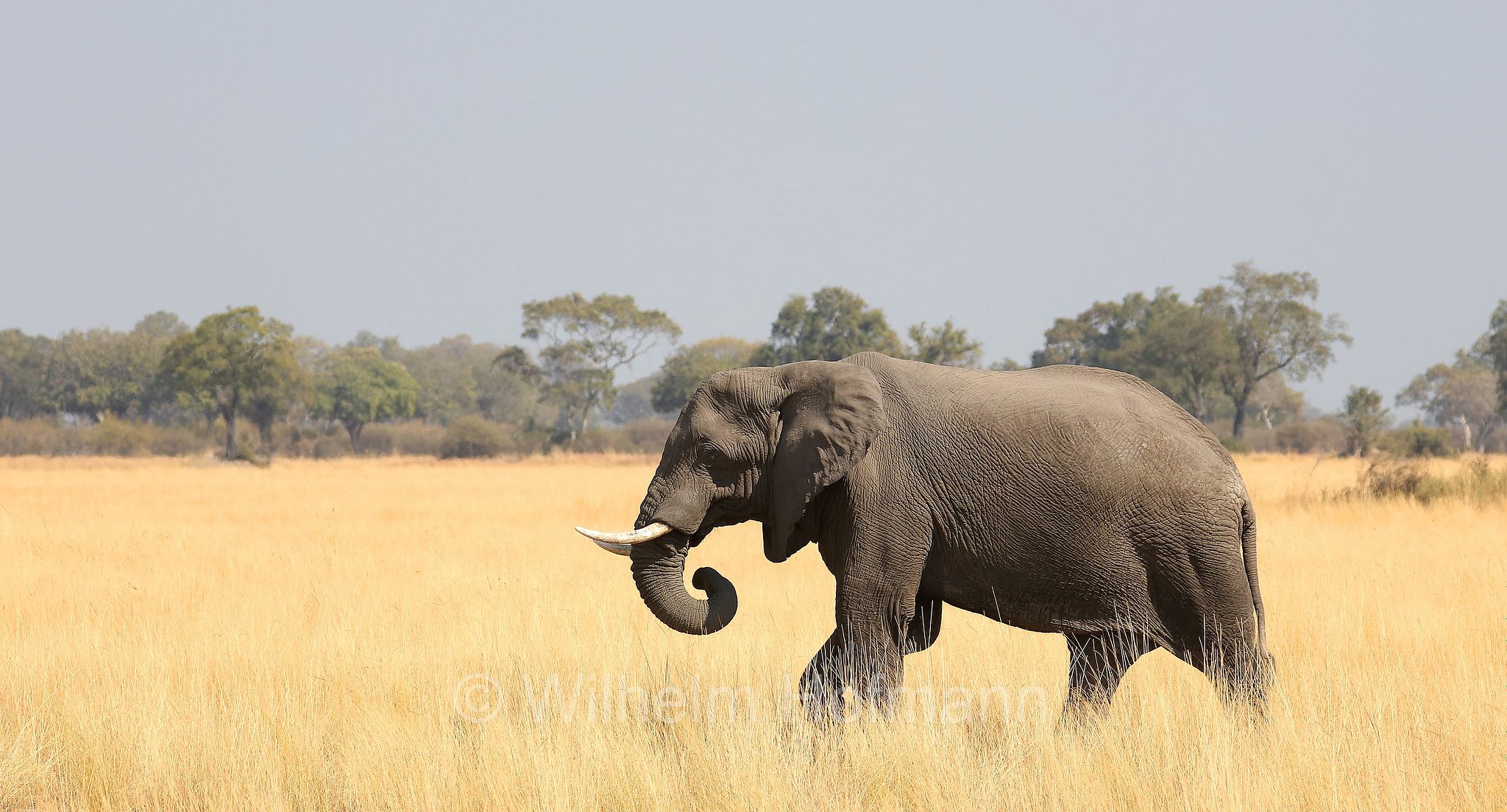 African bush elephant, African savanna elephant, Afrikanischer Elefant, Afrikanischer Buschelefant, Afrikanischer Savannenelefant, Afrikanischer Steppenelefant, elefanto africano, elefanto africano di savana, Moremi Game Reserve, Moremi-Wildreservat, Okavango Delta, Okavango Grassland, Botswana, Republik Botsuana