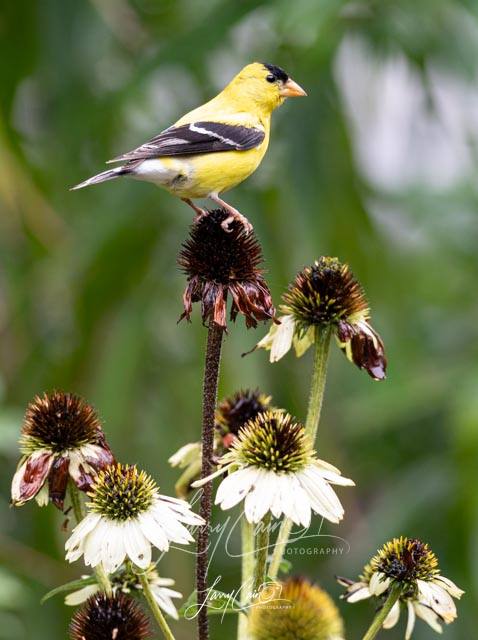 A vibrant yellow male American Goldfinch perched on a purple coneflower
