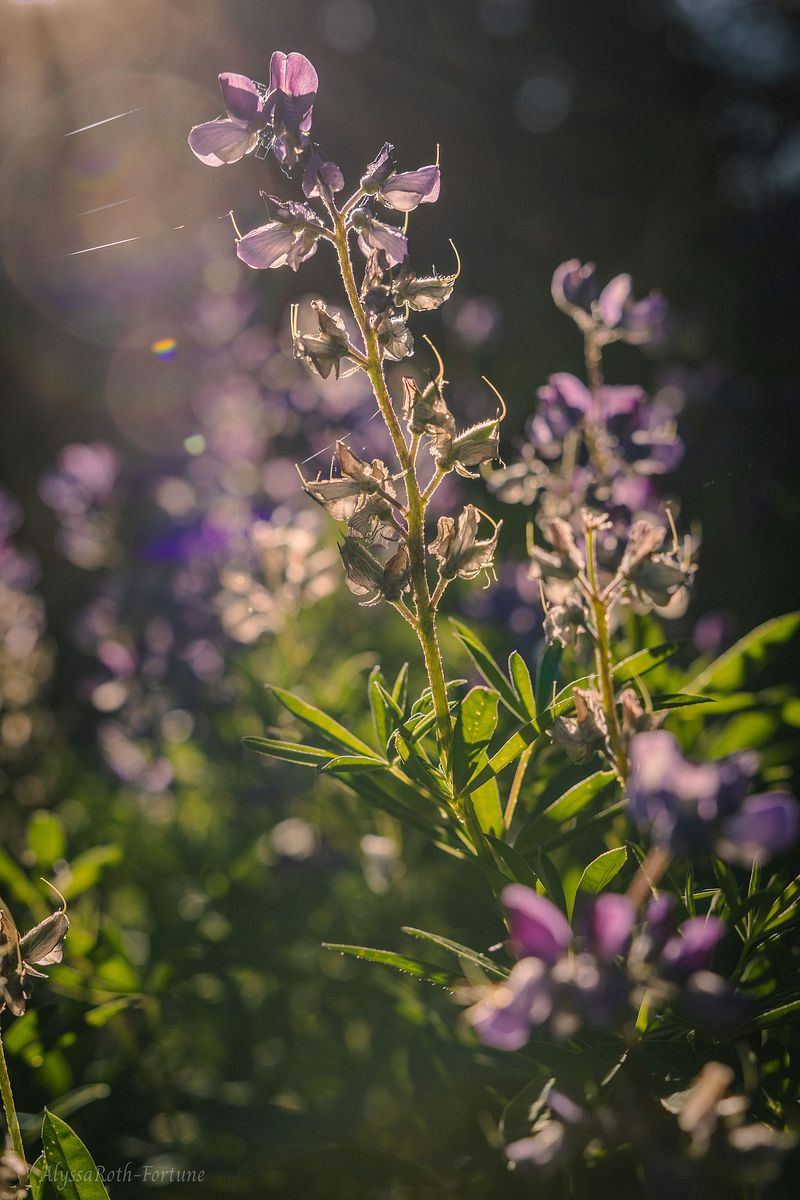 Intimate landscapes