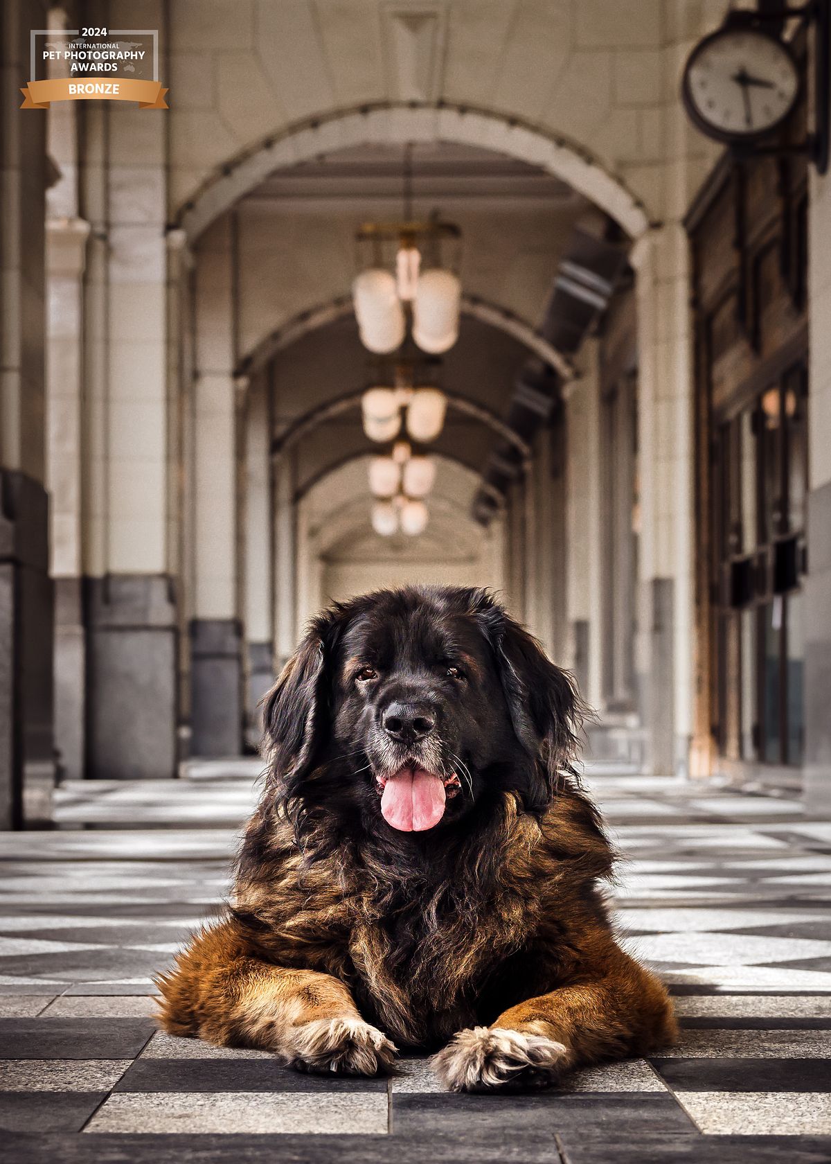 Leonberger dog lying on a marble floor beneath vaulted arches, elegant large breed dog photography in Calgary