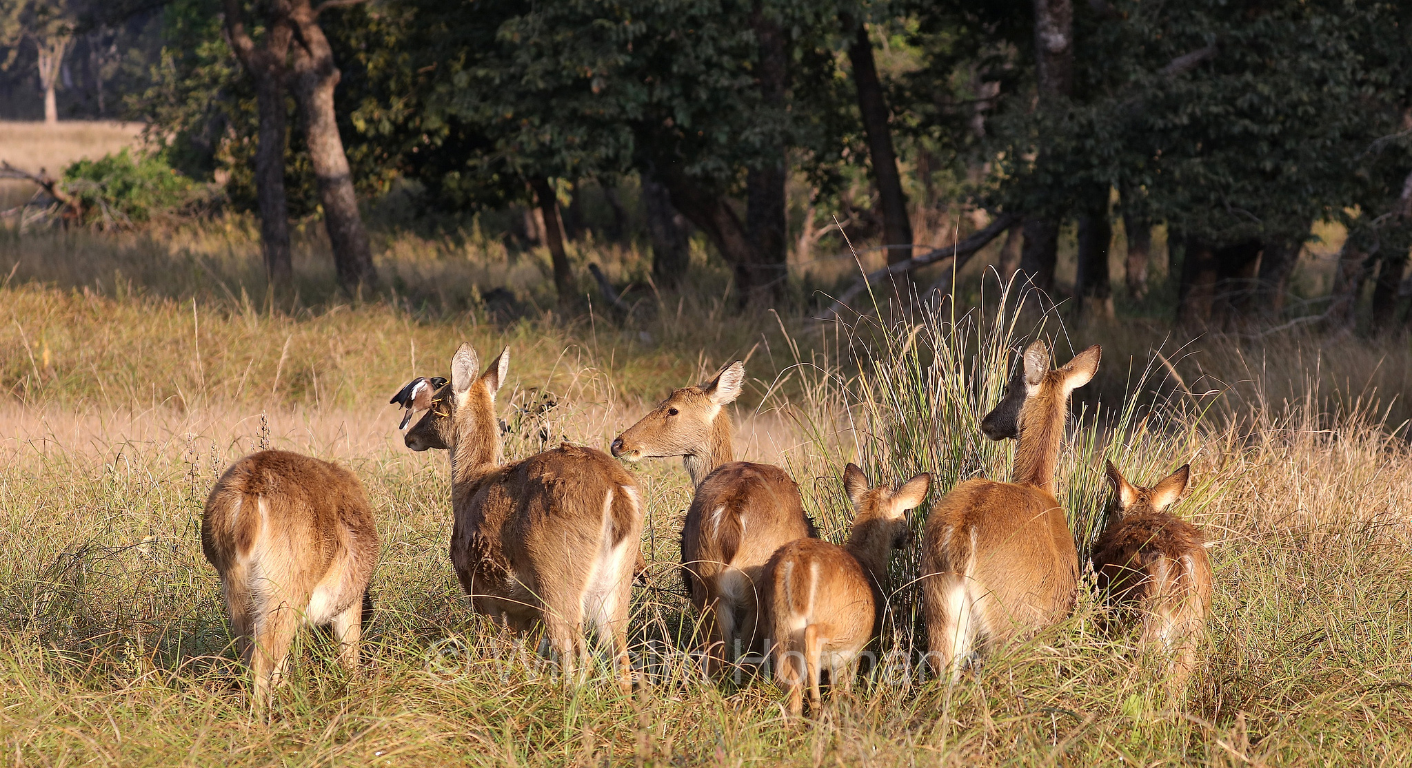 barasingha, barasinghe, swamp deer, Tiefland-Barasingha, Nordindischer Barasingha, barasinga, Rucervus duvaucelii, Kanha National Park, Kanha-Nationalpark, parco nazionale di Kanha, Madhya Pradesh, India, Indien