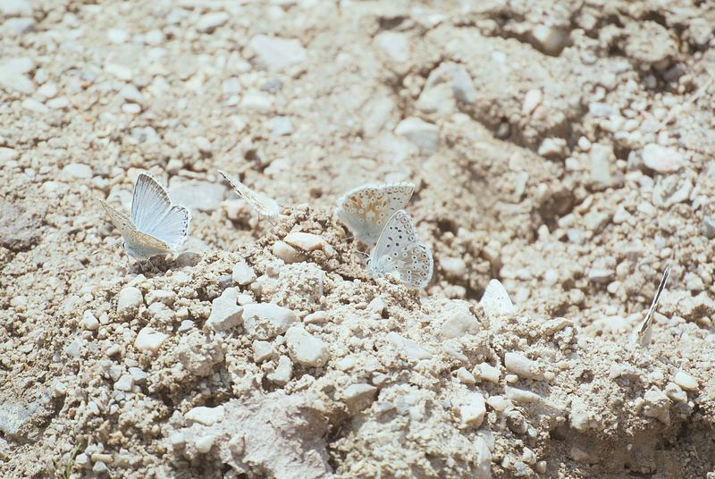 WALKING TOWARDS INNER PEACE