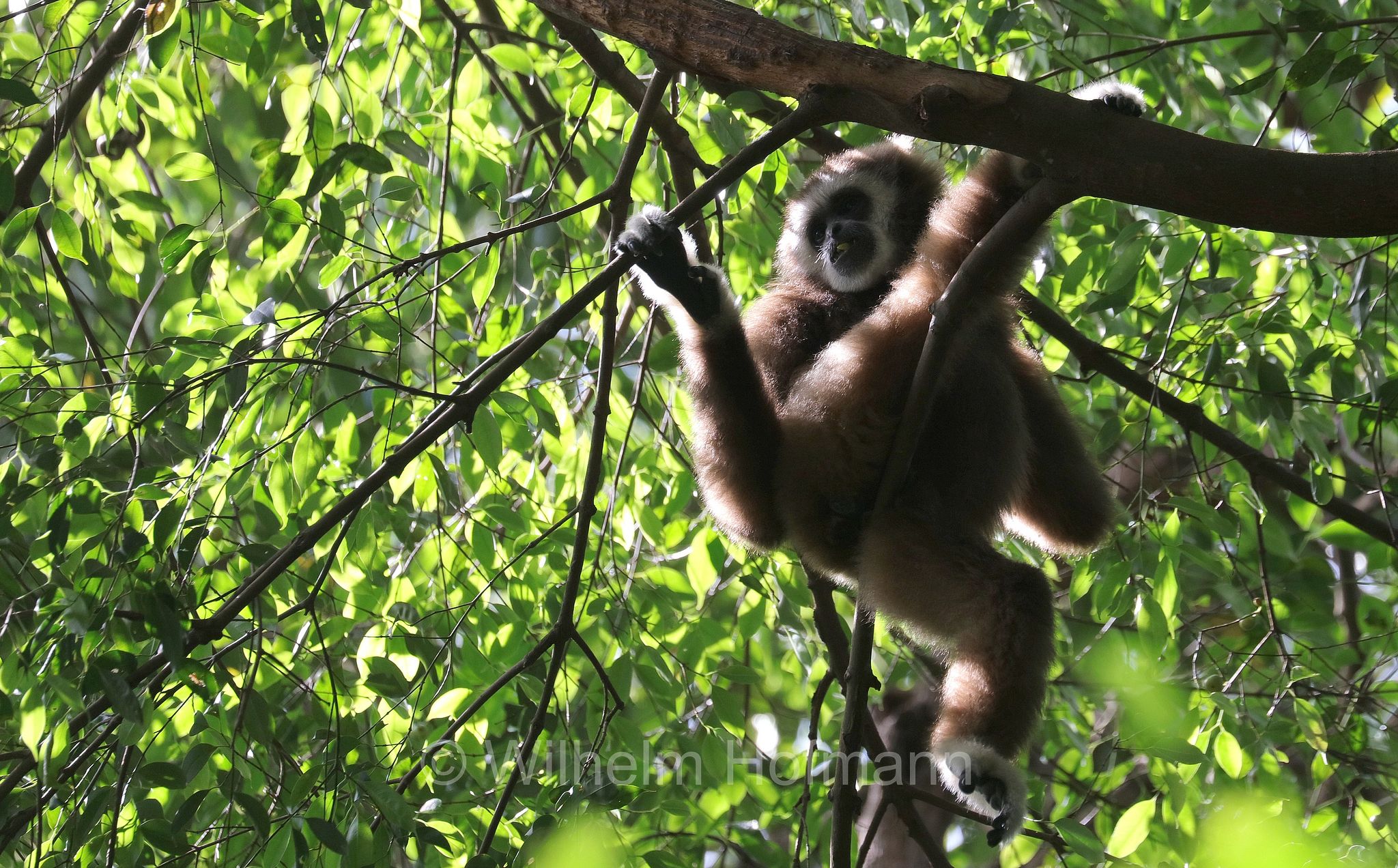 lar gibbon, white-handed gibbon, Weißhandgibbon, Lar, gibbone dalle mani bianche, lar, gibbone lar, Gunung Leuser National Park, Nationalpark Gunung Leuser, parco nazionale di Gunung Leuser, Bukit Lawang, Sumatra, Indonesia, Indonesien
