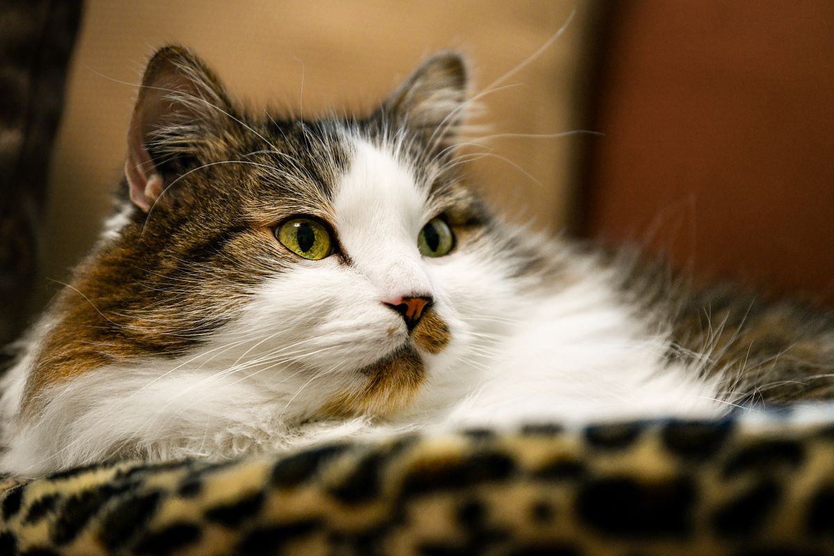 Cat sitting in a cat bed looking out.