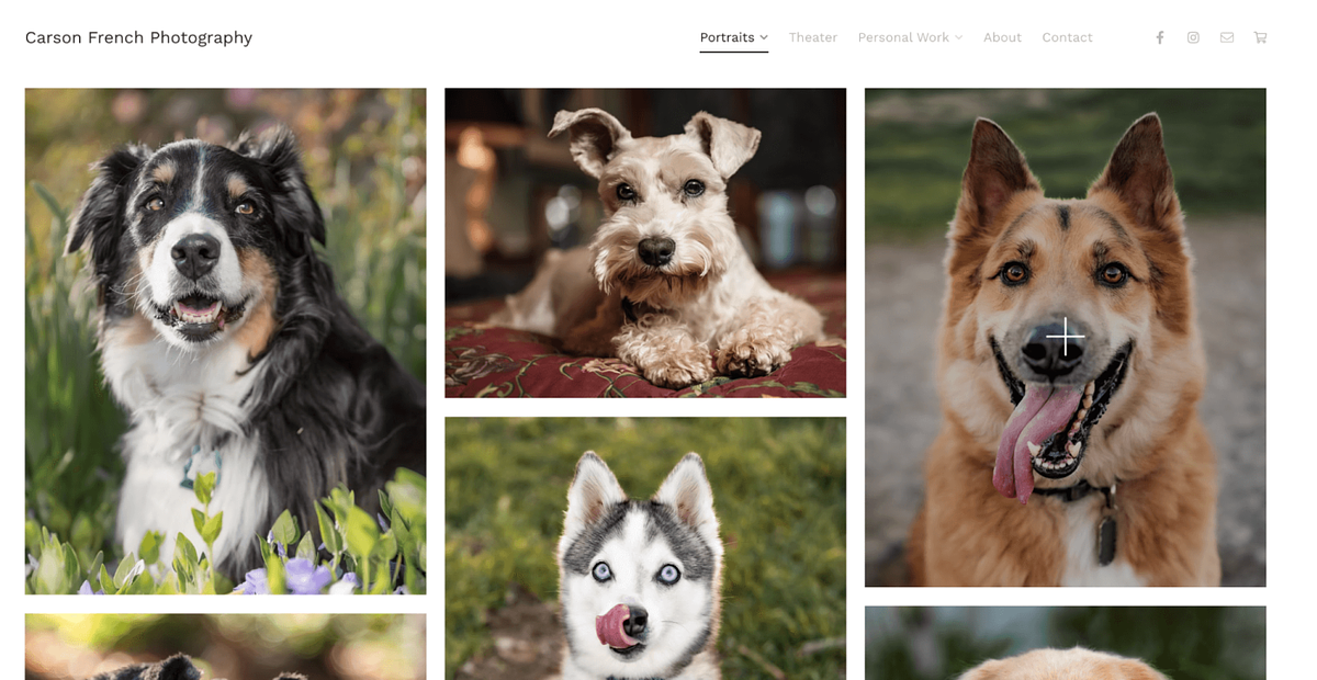 Carson French pet photography portfolio