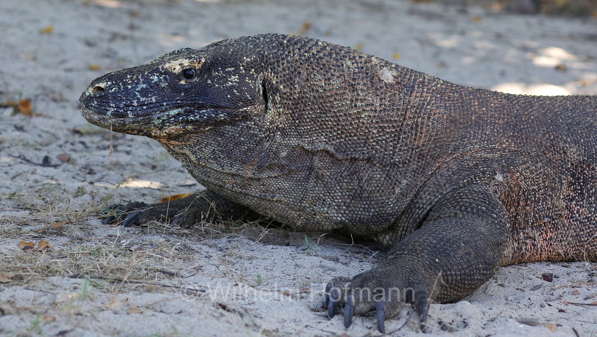 Komodo dragon, Komodo monitor, Komodowaran, Komododrache, varano di Komodo, drago di Komodo, Varanus komodoensis, Komodo Island, Komodo, Lesser Sunda Islands, Kleine Sundainseln, Piccole Isole della Sonda, Nusa Tenggara Islands, Kepulauan Nusa Tenggara, Indonesia, Indonesien