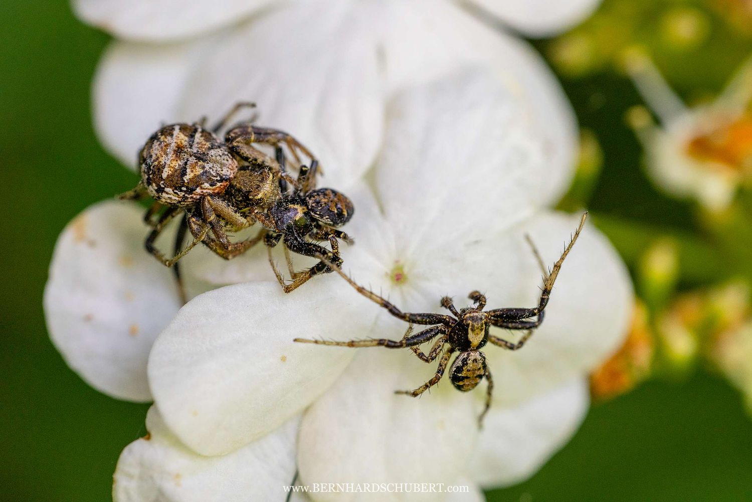 Xysticus sp. - Buschkrabbenspinne