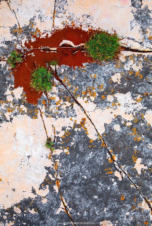 Ameisennest an felsiger Küste