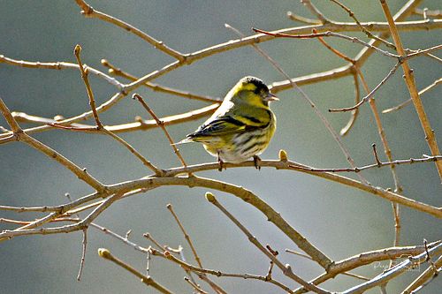 #siisike#kevadarkamas#lindudefotoalbum