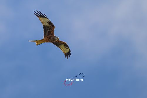 Red Kites in Wales