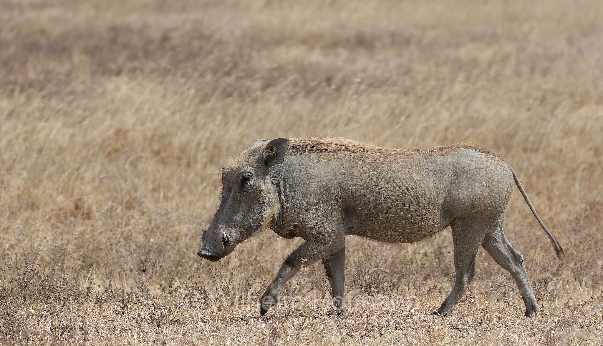 phacochoerus africanus, common warthog, Warzenschwein, facocero, facochero, ﻿area di conservazione di Ngorongoro, Ngorongoro Conservation Area, Ngorongoro Krater, Tanzania, Tansania