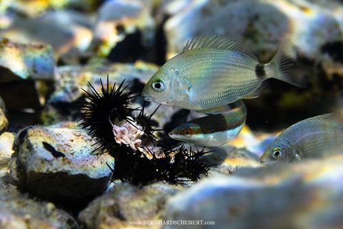Diplodus sargus - Sargo and Coris julis - Mediterranean rainbow