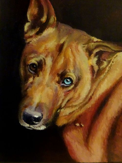 malinois portrait with soulful and intelligent eyes