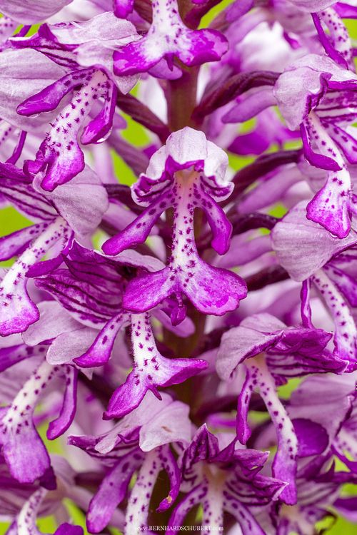 Orchis militaris - Helm-Knabenkraut