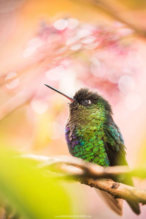 A hummingbird's dream